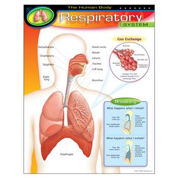 Chart Respiratory System by Trend Enterprises: Human Body ...